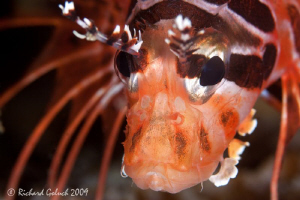 Portrait of Lionfish-Raja Ampat,no cropping by Richard Goluch 